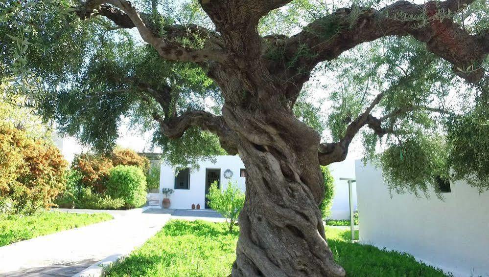 Niriides Villas Selinitsa Exteriör bild